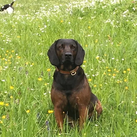 Vitalhotel Quellengarten - 3* Lingenau