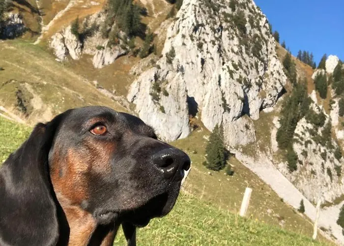 Hotel Vitalhotel Quellengarten - Lingenau