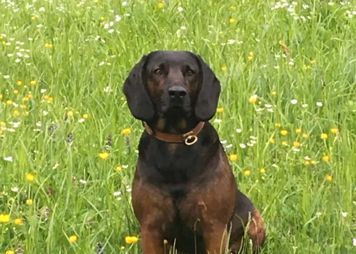 Vitalhotel Quellengarten - 3* Lingenau